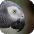 Papoušci senegalští
