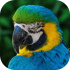 Papoušci typu Ara