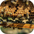 Včely, včelstva