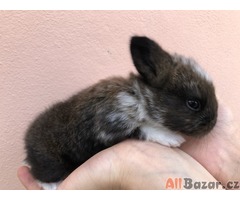 Králík- mláďata na mazlíčka s předpoklady pro králičí hop