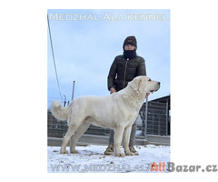 Středoasijský pastevecký pes štěňata s PP