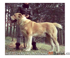 Středoasijský pastevecký pes štěňata s PP