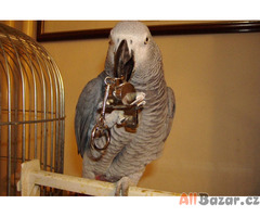 Samci a samice afrických šedých papoušků na prodej - 2 roky