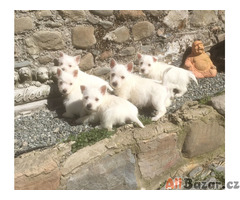 Štěňata West Highland Terrier na prodej