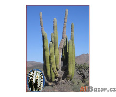 Kaktus Pachycereus pringlei - semena