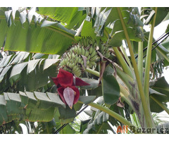 Banánovník Musa acuminata subsp. acuminata Balení obsahuje 5 semen