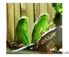 Papoušíček vrabčí - Forpus passerinus