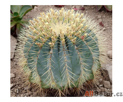 Kaktus Ferocactus glaucescens