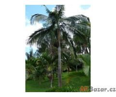 Dictyosperma album  „Princess palm nebo Hurikánová palma“  - semena