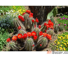 Kaktus Echinocereus coccineus - semena