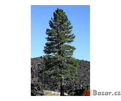 Borovice Jeffreyova - Pinus Jeffreyi - semena