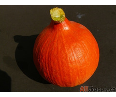 Tykev Hokkaido orange Balení obsahuje 7 semen - semena