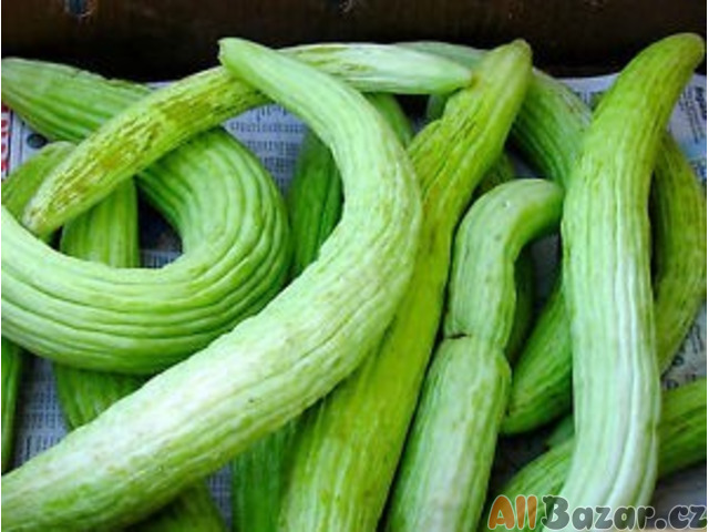 Arménská okurka Tortarello Verde Barese Balení obsahuje 10 semen - semena