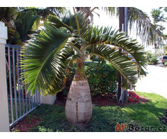 naklíčená semena palma  Hyophorbe Legenicalius