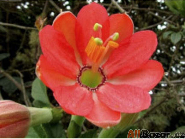 Sazenice Passiflora mixta – Mučenka promísená