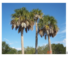 Palma Sabal palmetto Sazenice Velikost cca 10 cm 1-2 listy