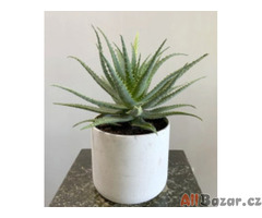 Sazenice Aloe vera – Aloe pravá 10 cm 4-5 první listy