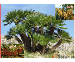 naklíčená semena palma CHamaerops Humilis