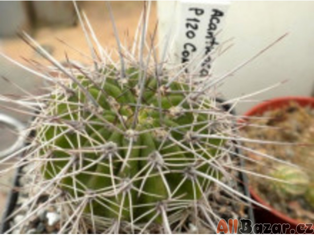 Kaktus Acanthocalycium klimpelianum P 120 Balení obsahuje 20 semen