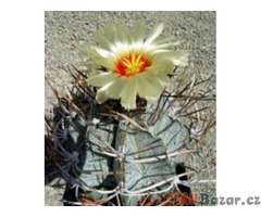 Kaktus Astrophytum niveum směs forem Balení obsahuje 20 semen