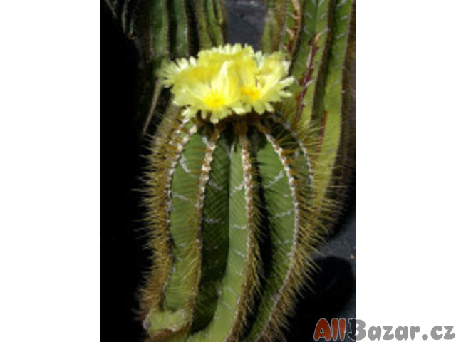 Kaktus Astrophytum ornatum Balení obsahuje 20 semen