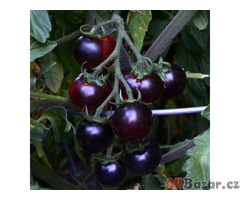 Rajče Clackamas Blueberry „borůvka“ Balení obsahuje 10 semen
