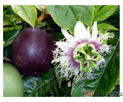 Sazenice Passiflora edulis - Mučenka jedlá vel. cca 10 - 15 cm