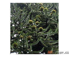 ♣♣ 100 x semeno Araucaria araucana - blahočet chilský Zvýhodněná nabídka
