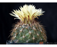 Kaktus Coryphantha nickelsiae Mina, Nuevo León Balení obsahuje 20 semen