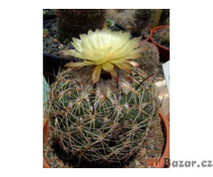 Kaktus Coryphantha reduncuspina Balení obsahuje 20 semen
