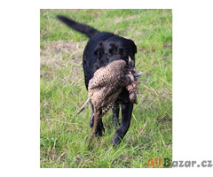 labradorský retriever, černá štěňata s rodokmenem, ihned na prodej