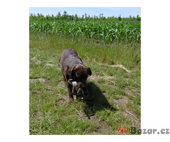 labradorský retriever, černá štěňata s rodokmenem, ihned na prodej