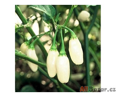 Chilli Habanero White superpálivá - semena