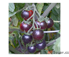 Rajče Clackamas Blueberry „borůvka“ - semena
