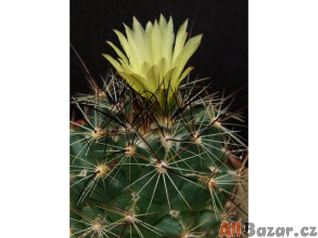 Kaktus Coryphantha gladispina DJF 757.45 Balení obsahuje 20 semen