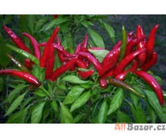 semena chilli paprik Thai red hot