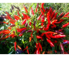 semena chilli paprik Sangria Ornamental