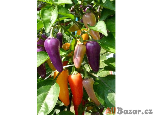 semena chilli paparik Jalapeňo Multicolor