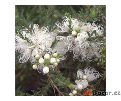 semena Melaleuca Alternifolia