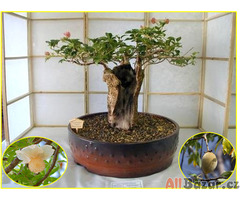 Baobab - Adansonia digitata - semena