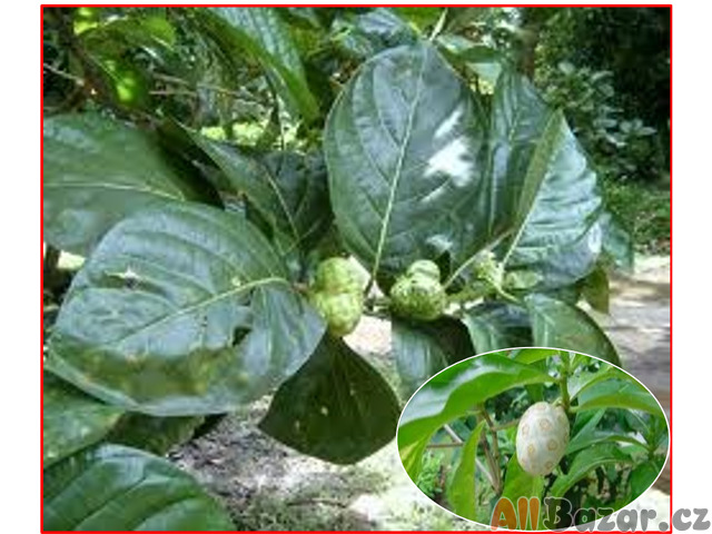 Noni citrusolistá - Morinda citrifolia - semena