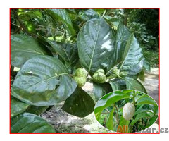 Noni citrusolistá - Morinda citrifolia - semena
