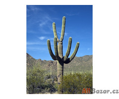 kaktus Carnegiea gigantea