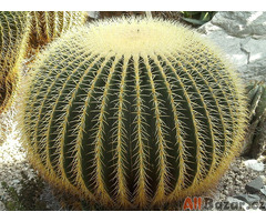 kaktus Echinocactus grusonii