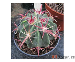 kaktus Ferocactus recurvus