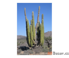 kaktus Pachycereus pringlei