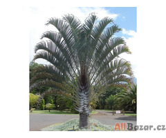 naklíčená semena palma Dypsis decaryi