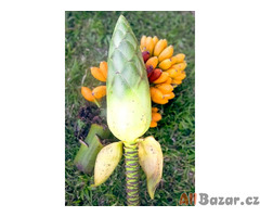 semena banánovník Musa Bukensis