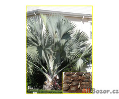 sazenice palma Latania loddiesii reálné foto - modrá palma