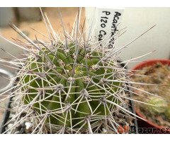 Kaktus Acanthocalycium klimpelianum P 120 - semena